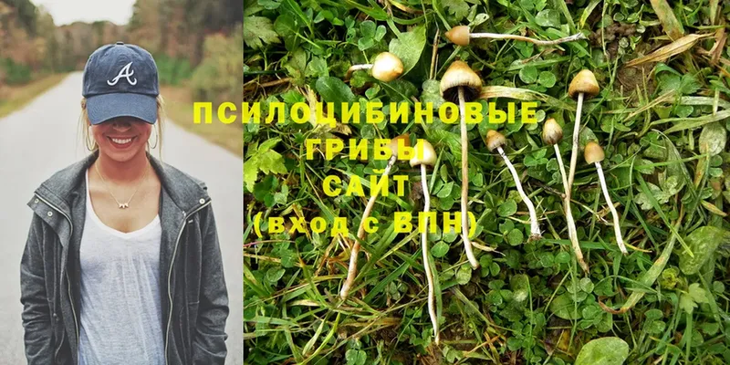 Галлюциногенные грибы MAGIC MUSHROOMS  купить  сайты  Лосино-Петровский 